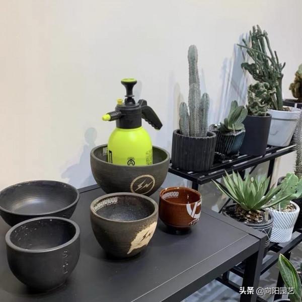 林俊杰也養多肉,限量版花盆5萬,仙人球3萬起,生活要充滿儀式感 林俊杰也養多肉,限量版花盆5萬,仙人球3萬起,生活要充滿儀式感