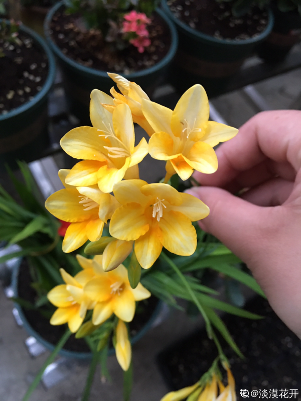 喬遷宴不知道送啥？選擇這5種花，好養好看好寓意