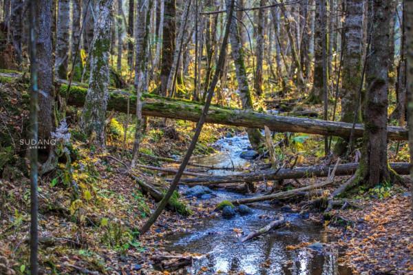 一根野山參800元？綁紅繩、供奉山神，長白山挖參人的千古規矩