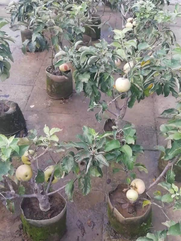 盆栽超矮化蘋果樹碩果累累