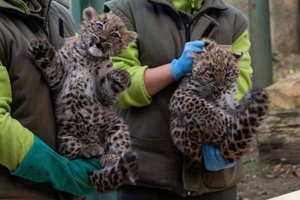 滿臉不情願！匈牙利波斯豹幼崽接受體檢