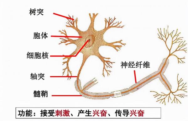 原來辣味不存在,它是溫度感覺,搞明白的科學家得到今年諾獎 原來辣味不存在,它是溫度感覺,搞明白的科學家得到今年諾獎