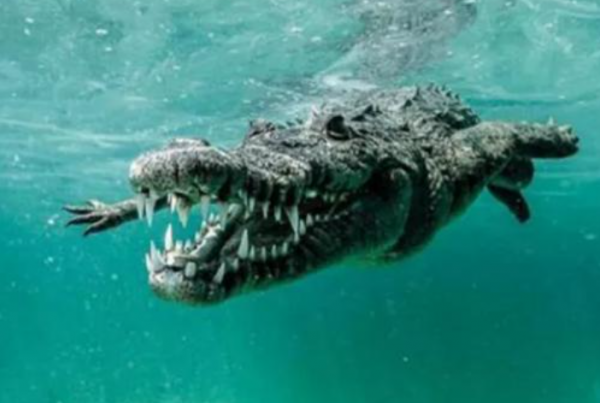 二戰離奇事件:上千名日軍被困孤島,未發生戰爭卻死傷殆盡 二戰離奇事件:上千名日軍被困孤島,未發生戰爭卻死傷殆盡