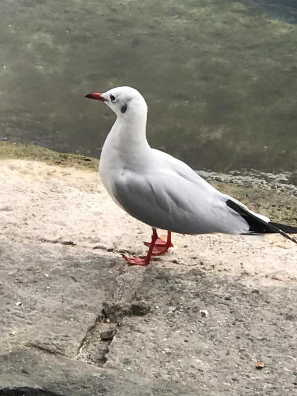 瑞士盧塞恩湖風景很美