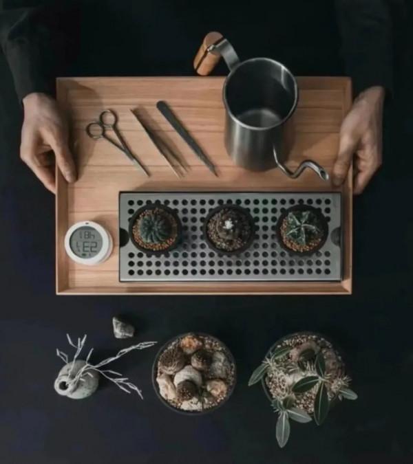 塊根｜在水泥世界中綻放的生命花火