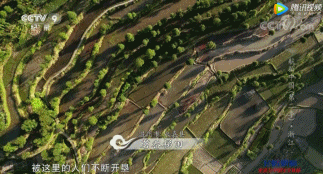 看完這5部國產紀錄片,孩子作文不會發愁了 看完這5部國產紀錄片,孩子作文不會發愁了