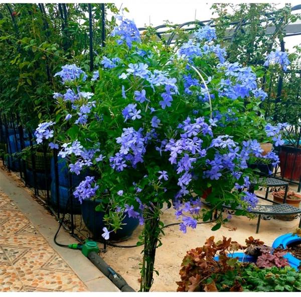 可養成“棒棒糖”的三種花，花期長花朵多造型美，養眼大氣不平庸