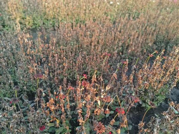 開在深秋的花田