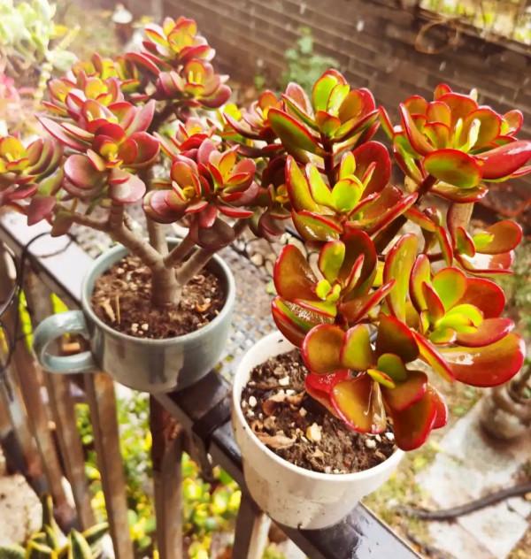 這些花就算長再大也只適合用“小盆”栽，大盆栽種易黑腐、爛根