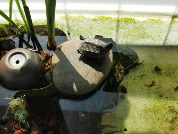 吸水樹脂安排兩隻烏龜冬眠 吸水樹脂安排兩隻烏龜冬眠