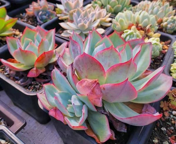 這6種多肉，堪稱多肉裡的“瘦美人”，不用養胖也漂亮