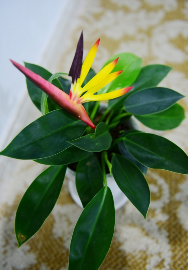 適合客廳養的12種“旺財花”,美觀大氣,格調高雅,養人還旺家 適合客廳養的12種“旺財花”,美觀大氣,格調高雅,養人還旺家