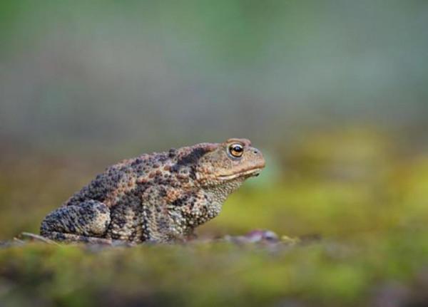 民間故事:男子結婚陌生人隨禮一隻蛤蟆,阿婆:快跪下,那是你爹 民間故事:男子結婚陌生人隨禮一隻蛤蟆,阿婆:快跪下,那是你爹