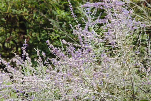 25種在秋天裡盛開的花朵,顏值高、花量大,不少還很耐寒 25種在秋天裡盛開的花朵,顏值高、花量大,不少還很耐寒