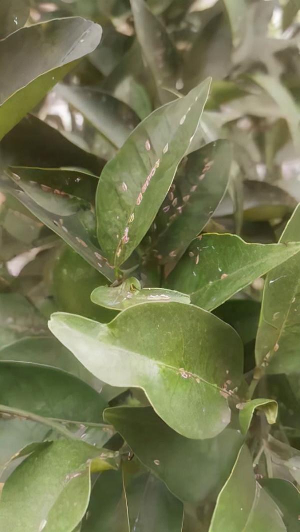 殺蟲的好時機到了,要想蟲卵一窩端,得在土裡鋪一層“小東西” 殺蟲的好時機到了,要想蟲卵一窩端,得在土裡鋪一層“小東西”