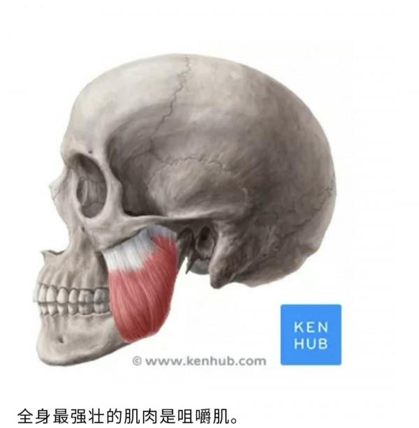 關於人體，那些你不知道的冷知識