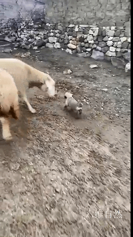 國外一隻牧羊犬幼崽剛滿月，就出來驅趕羊群，反被羊群當成小羊羔