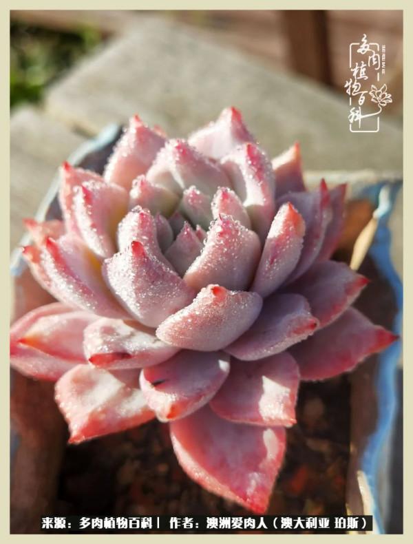 多肉變胖純屬正常,我的變胖卻是工傷 多肉變胖純屬正常,我的變胖卻是工傷