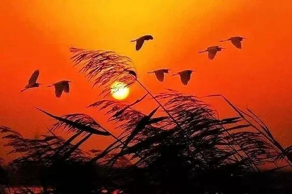 大雁南飛冬天來臨