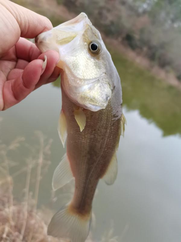 可遇不可求的土鯽魚，看著就覺得舒服