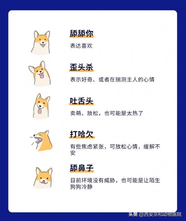 狗狗的18種肢體語言，你都明白嗎？