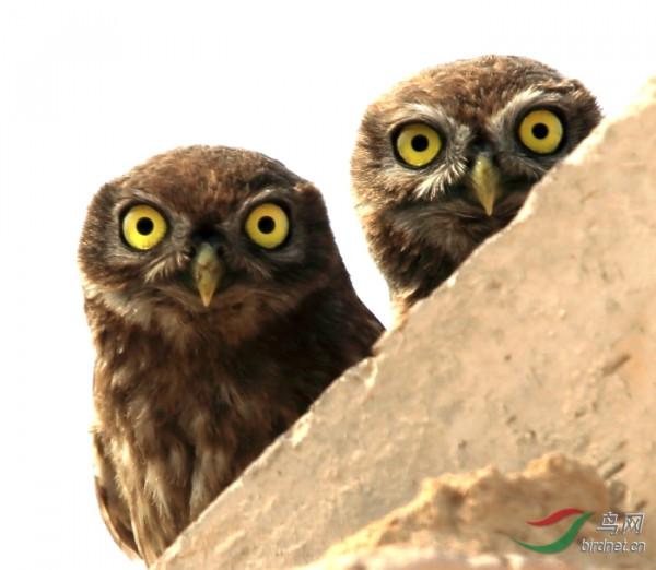 它是鳥嗎？新疆縱紋腹小鴞，萌呆啦