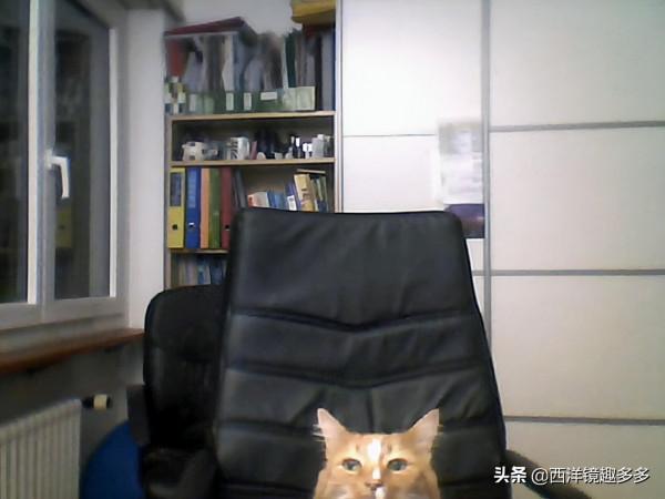 這些愛爭寵的寵物,滿滿的都是戲 這些愛爭寵的寵物,滿滿的都是戲