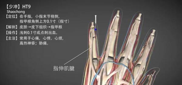 少衝穴—心悸心痛胸脅痛 少衝穴—心悸心痛胸脅痛