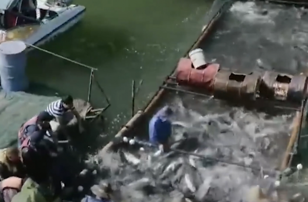 2009年老闆投入6000萬尾魚苗，魚集體失蹤，4年後靠魚年收3000萬