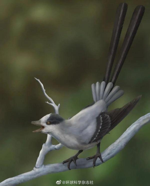 遼寧新發現1.2億年前擁有超長尾羽的鳥類化石 遼寧新發現1.2億年前擁有超長尾羽的鳥類化石