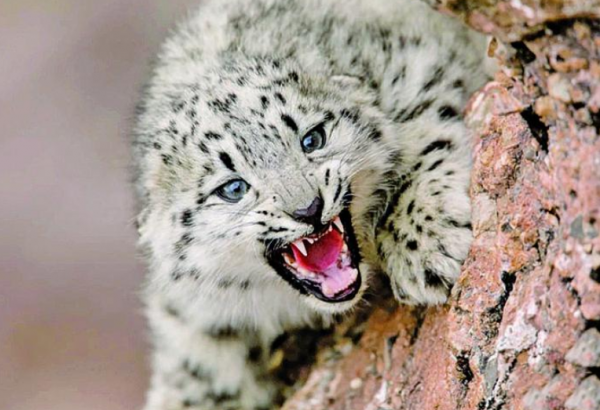 青海 | 保護野生動物的那些有趣事兒 青海 | 保護野生動物的那些有趣事兒