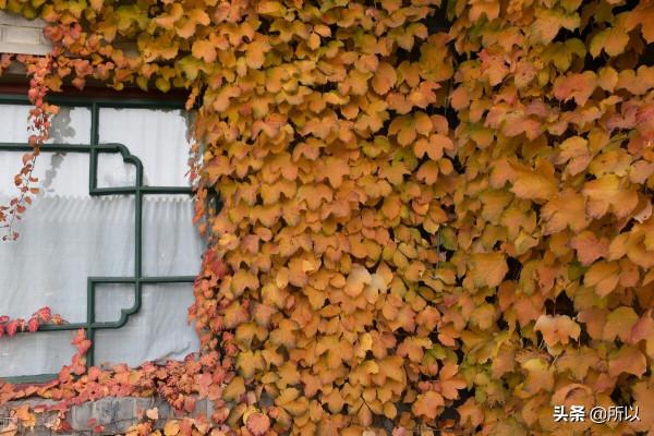 古都最美的秋色 都在這些地標 北京城裡的秋色地圖 古都最美的秋色 都在這些地標 北京城裡的秋色地圖