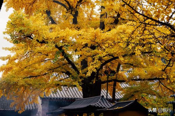 再有半個月，北京將迎來最美的季節，12個銀杏寶藏地，附機位攻略