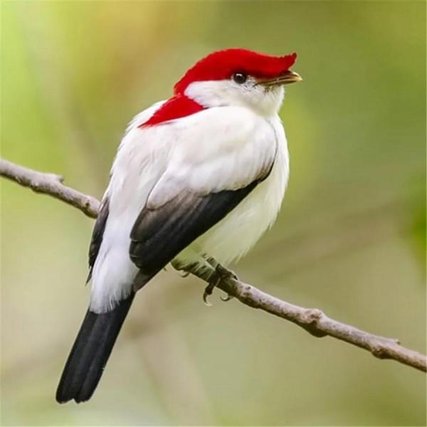 看！這些鳥兒像&hellip;&hellip;