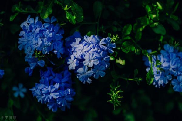 這才是正兒八經的花園：她用5種花，讓小院“秋色可餐”