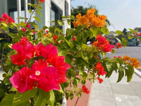 真香!老糧倉成小花園,除了桂花,還有它們…… 真香!老糧倉成小花園,除了桂花,還有它們……