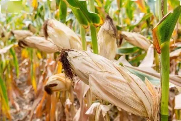 全國玉米價格最新行情