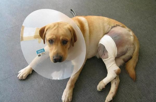 愛犬走路一瘸一拐，它是骨折了嗎？該怎麼辦？