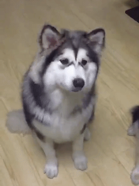 全網最可愛的撕家小公主走了...無數網友悼念:謝謝你治癒過我 全網最可愛的撕家小公主走了...無數網友悼念:謝謝你治癒過我