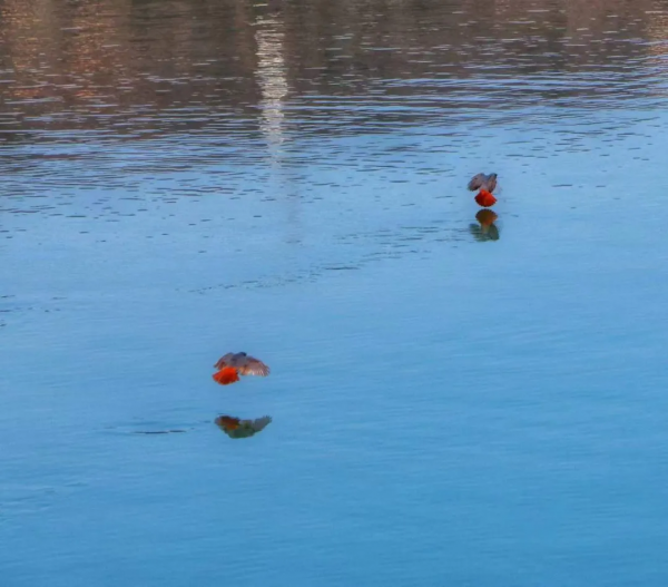 兩當好生態 候鳥翩躚來​ 兩當好生態 候鳥翩躚來​