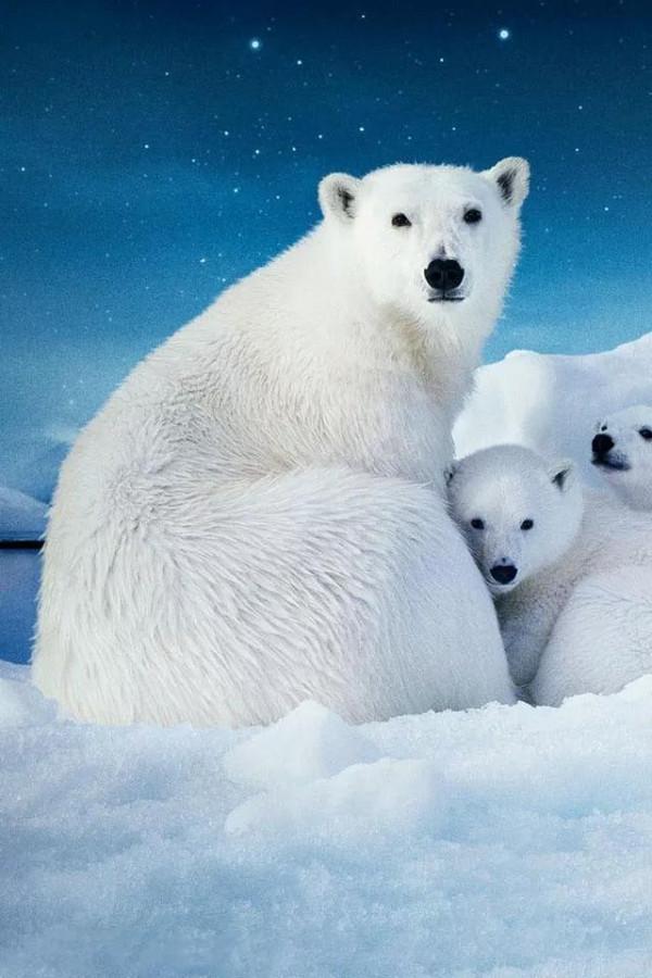 十萬個為什麼?北極熊為什麼不怕冷? 十萬個為什麼?北極熊為什麼不怕冷?