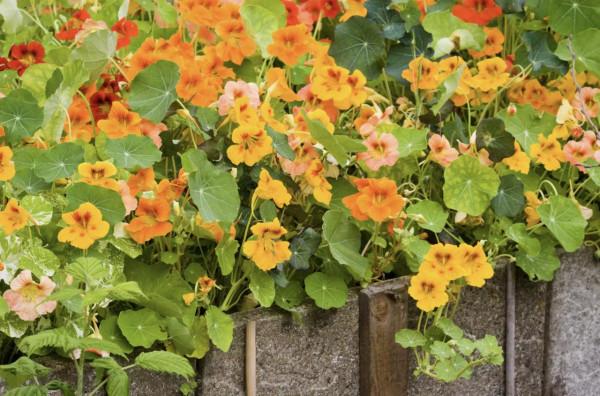 20種充滿活力的橙黃色花卉,來為你的生活注入快樂吧 20種充滿活力的橙黃色花卉,來為你的生活注入快樂吧