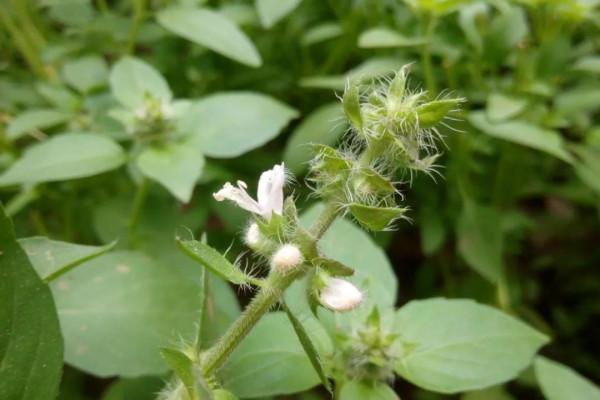 羅勒、聖羅勒、甜羅勒和河南“荊芥”，到底什麼關係？