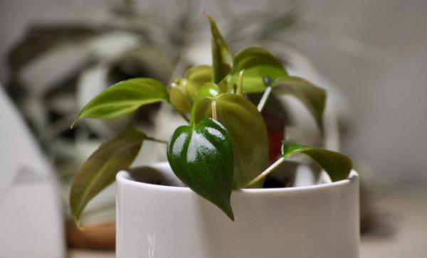 1種花名叫“心葉球蘭”,超耐陰還能爬藤,開花滿屋子香味 1種花名叫“心葉球蘭”,超耐陰還能爬藤,開花滿屋子香味