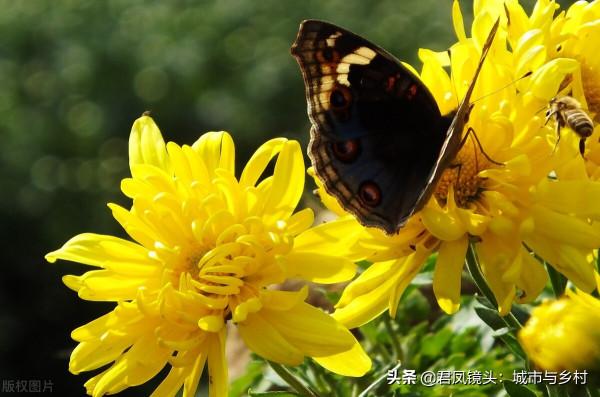 霜降：蝴蝶“賞”菊花