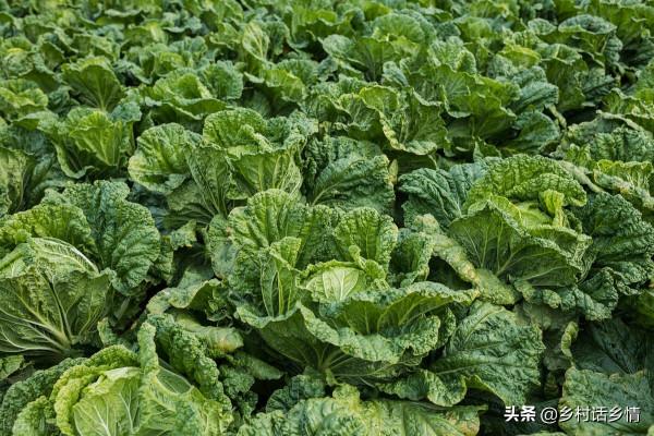 給白菜施肥,大多數農戶方法不恰當,導致產量低包心不實 給白菜施肥,大多數農戶方法不恰當,導致產量低包心不實