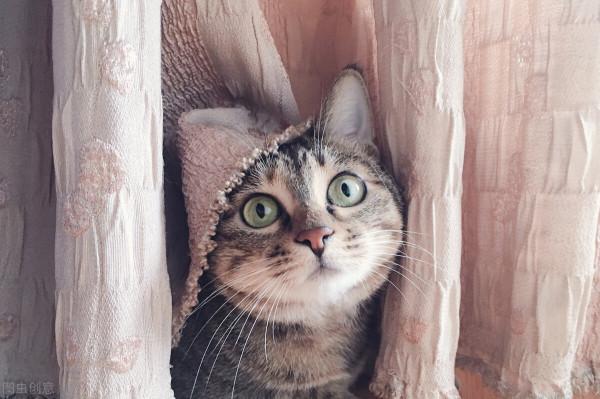 輟學是為了看日出?這個“一貓一狗一人”的旅行團,有錢有閒 輟學是為了看日出?這個“一貓一狗一人”的旅行團,有錢有閒