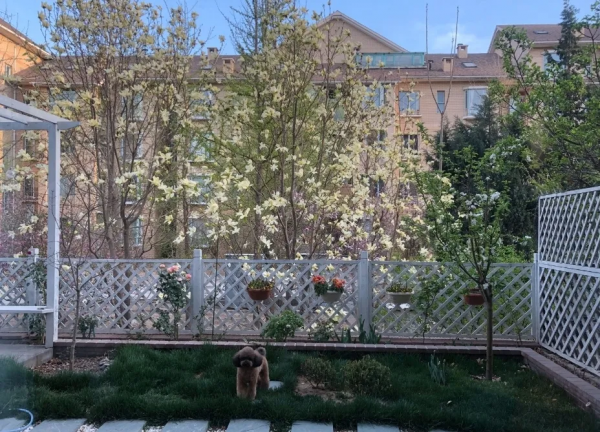 爆改2次,花費4萬,終將破舊小院改造成理想花園 爆改2次,花費4萬,終將破舊小院改造成理想花園