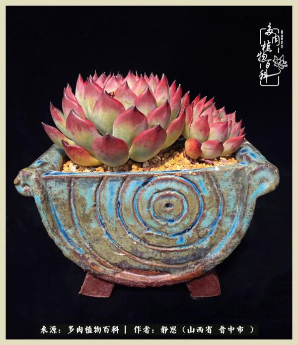 這低谷的一年,感謝多肉的陪伴 這低谷的一年,感謝多肉的陪伴