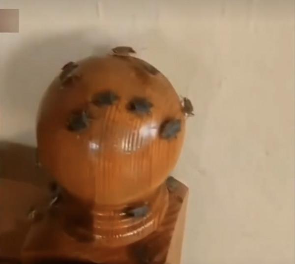 幾百塊錢一斤?俄羅斯遭大規模“臭屁蟲”入侵!網友:味道不錯 幾百塊錢一斤?俄羅斯遭大規模“臭屁蟲”入侵!網友:味道不錯